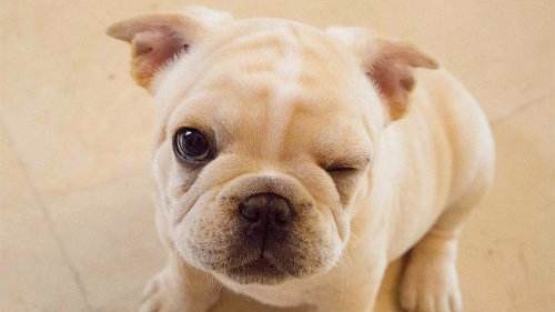 怎么挑选没体臭的斗牛犬,法国斗牛犬有浓痰