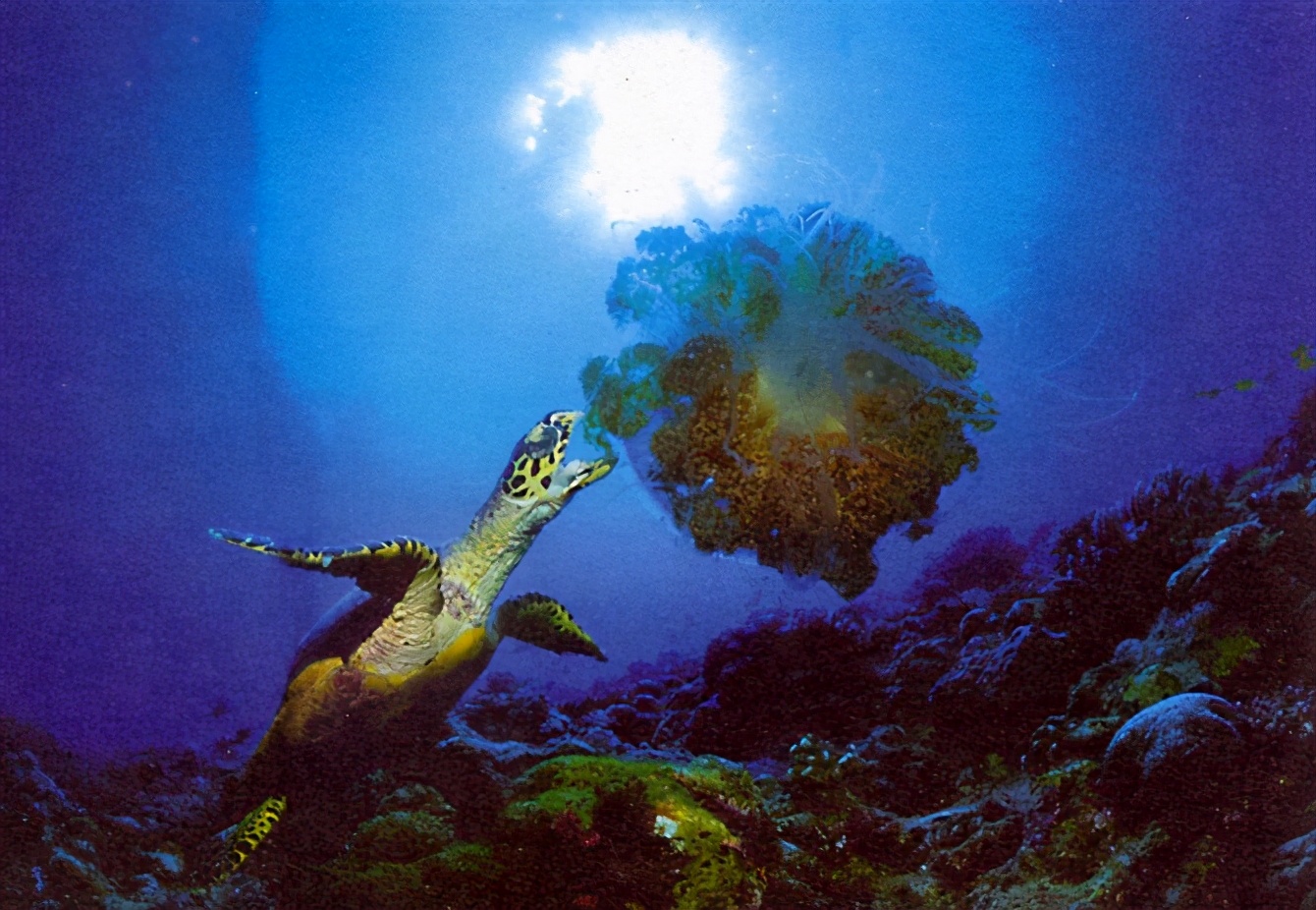 各种龟类图片大全大图,龟类展示会