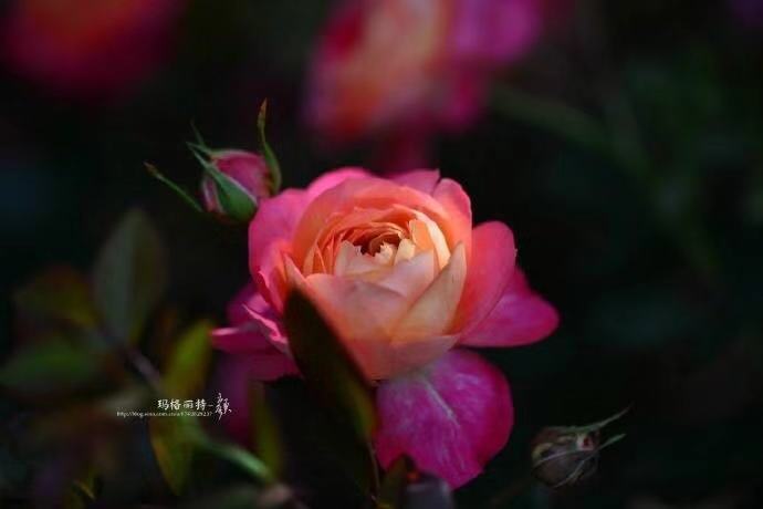 月季花网购指南图片高清版,月季品种查询网