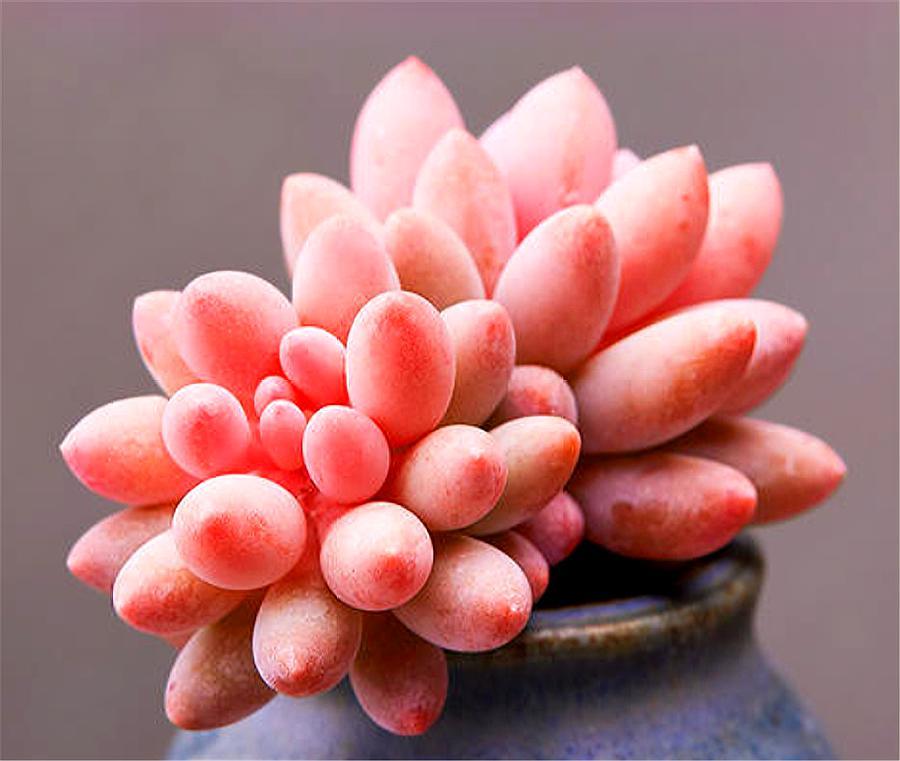 多肉女雏悬崖桩,多肉植物可爱的小女孩