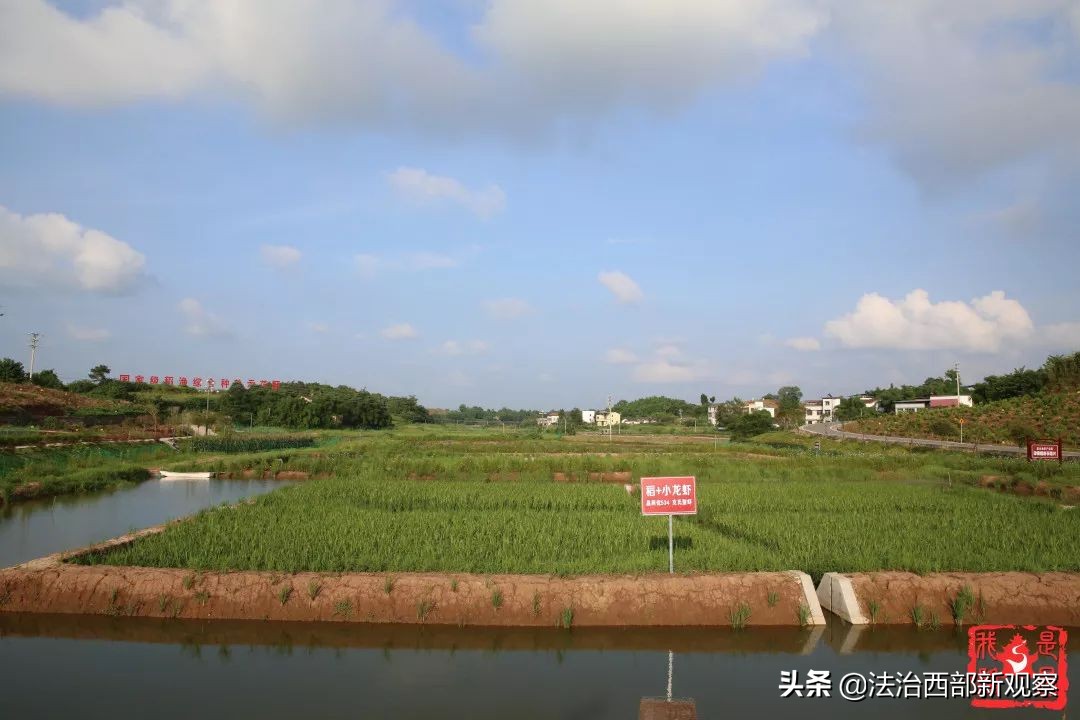 稻花香生态养殖,稻花香种植家庭农场