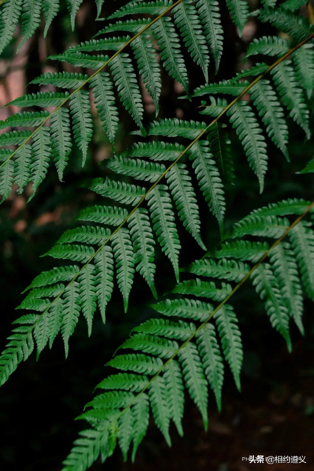 赤水大瀑布 侏罗纪公园 (贵州赤水侏罗纪公园攻略)