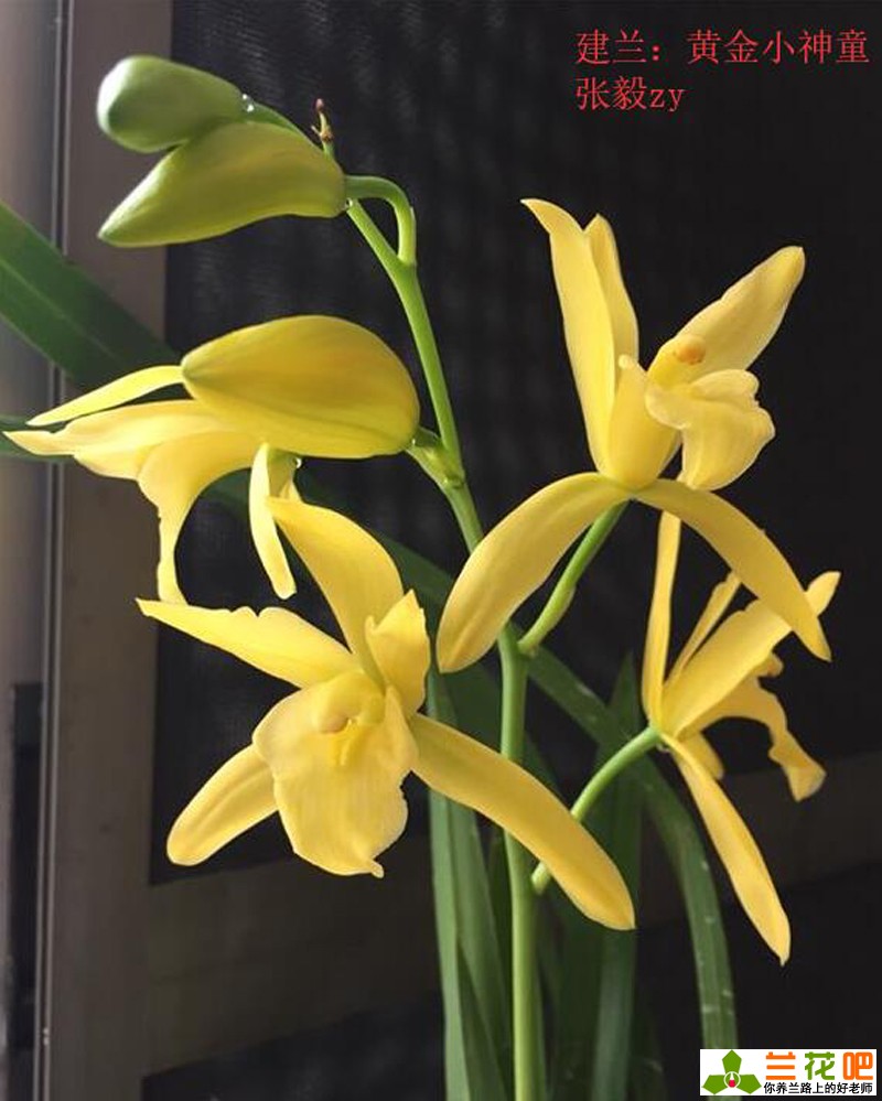 古今养兰经典,养兰秘诀