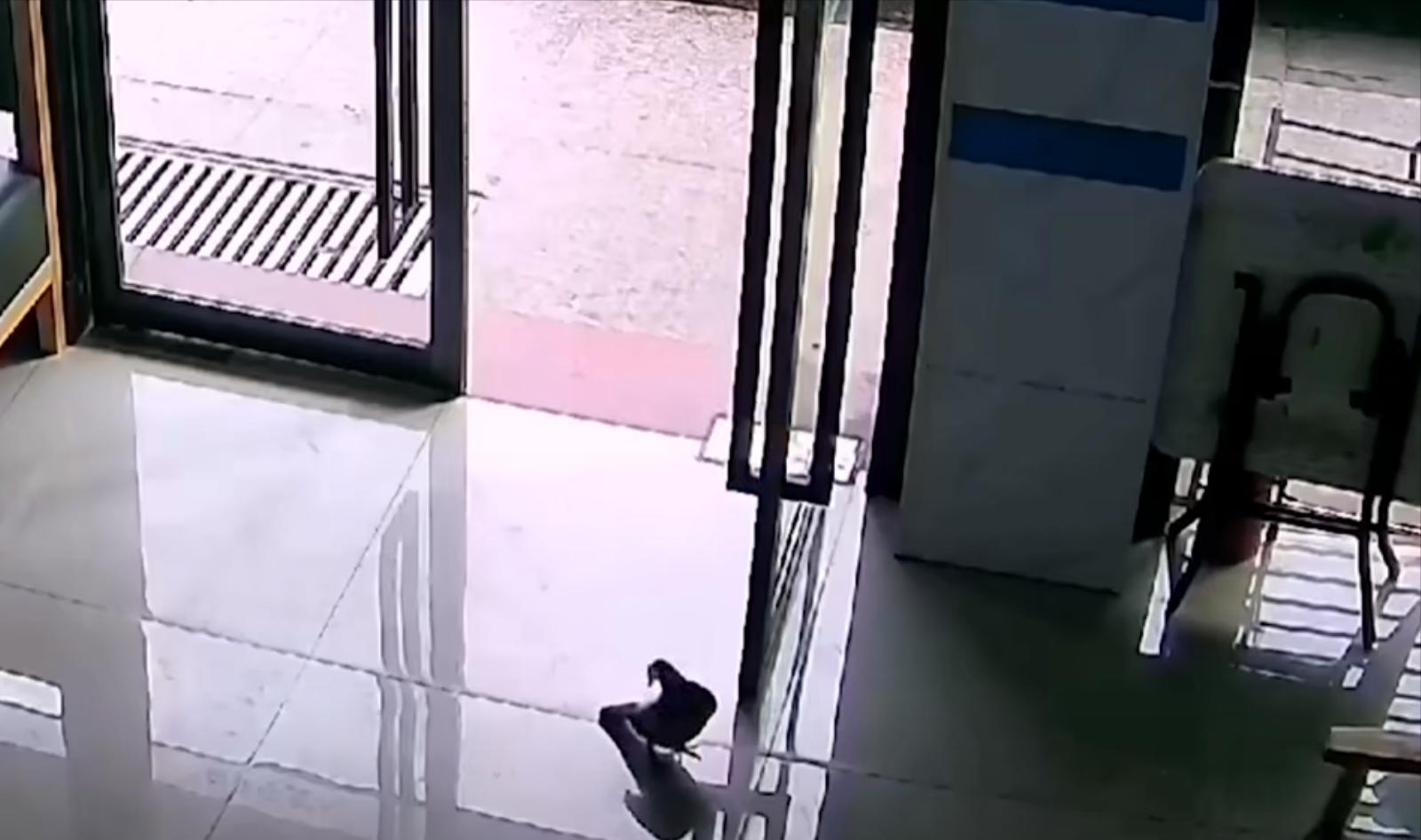 小鸟受伤怎么救治,小鸟受伤了怎么给自己治病