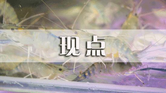 全网吃虾第一名,吃虾全网第一