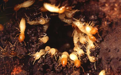 灭白蚁一定要找到蚁后吗,灭白蚁为何要擒蚁后
