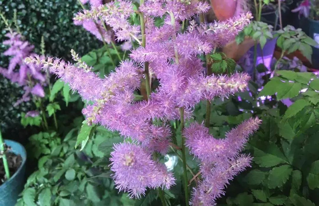 大连网上买花哪个平台好,大连买花到哪里