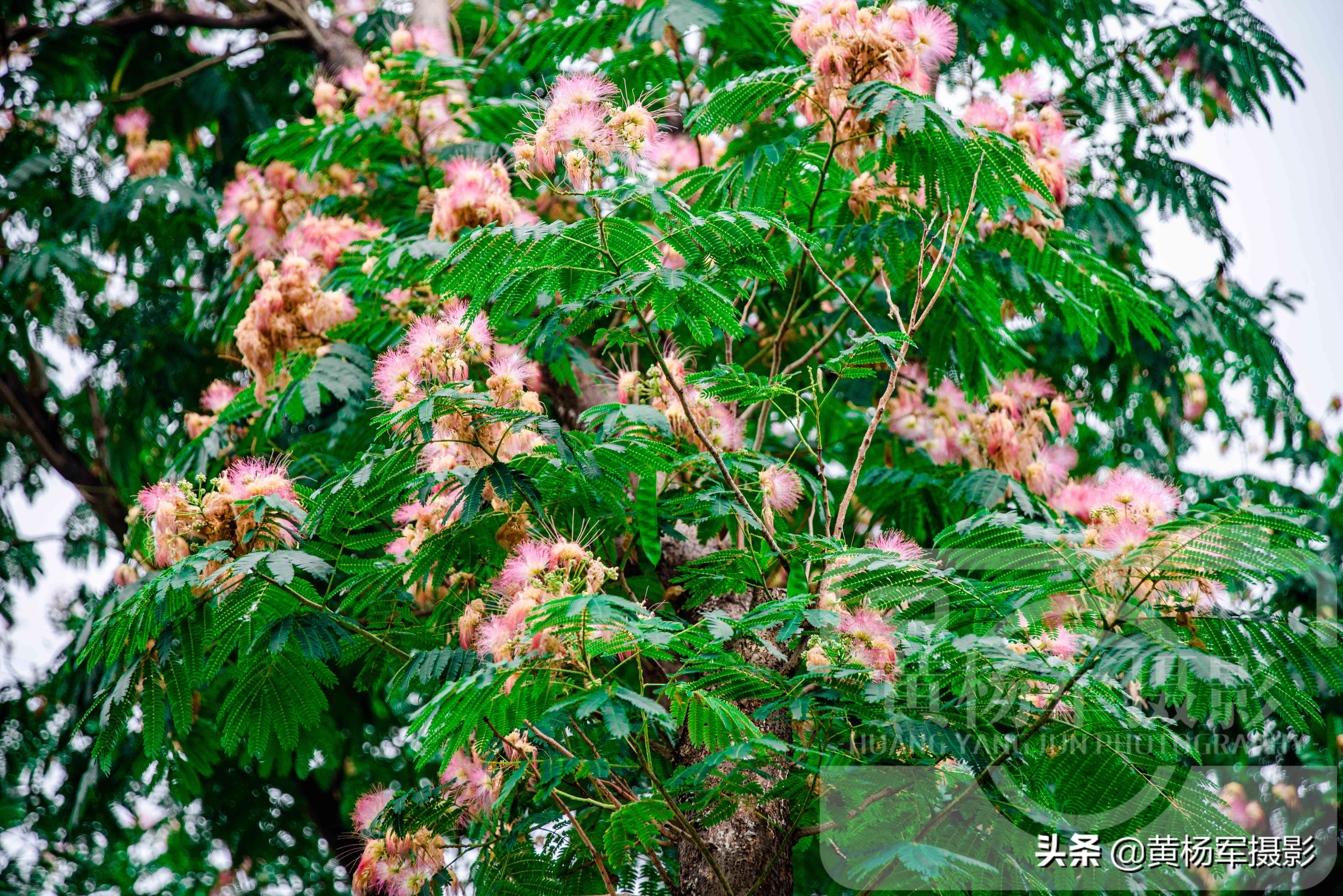 六月美丽盛开的*欢合**花，娇艳的花朵绽放在绿叶间