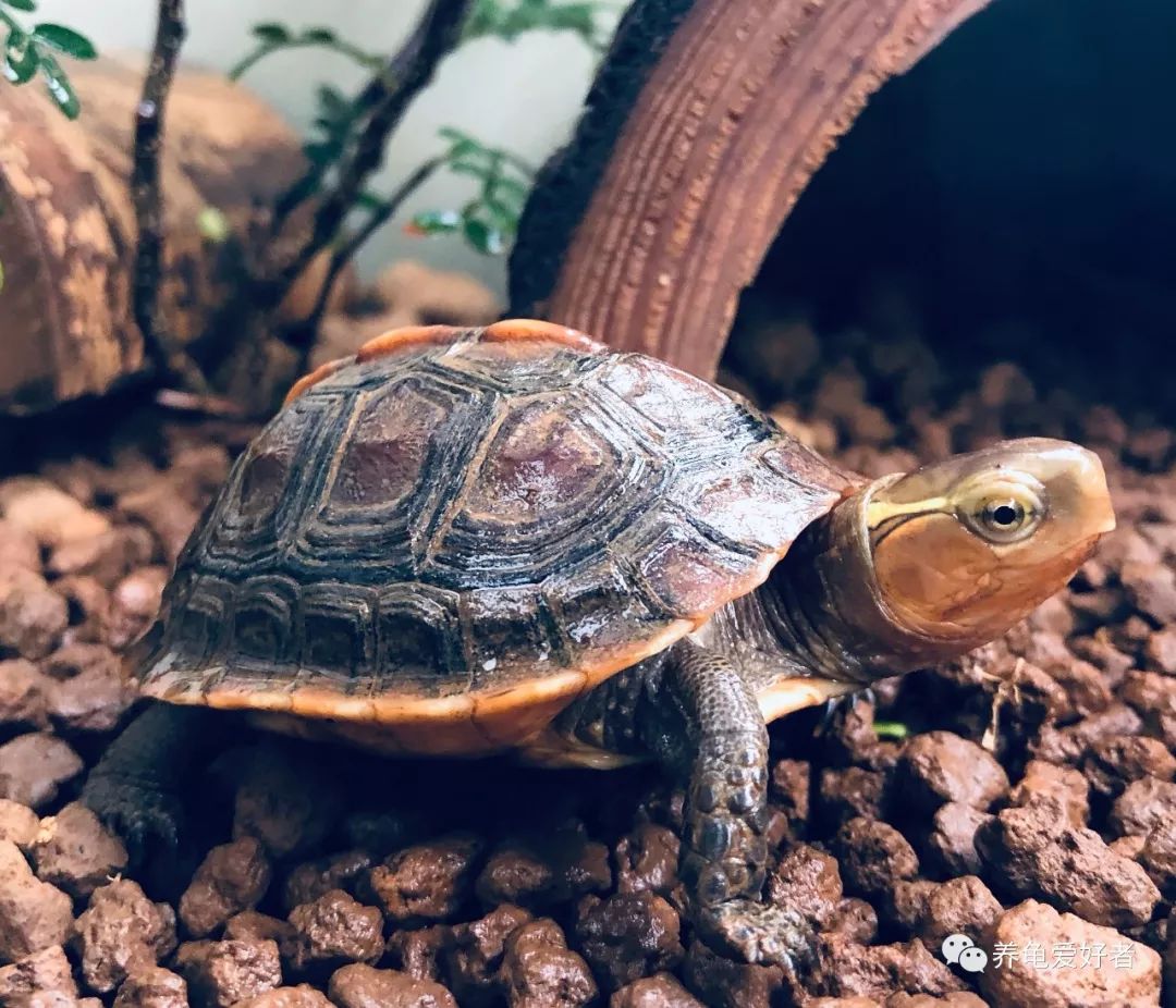 龟的嘴巴有多恐怖,龟用嘴呼吸是什么样的