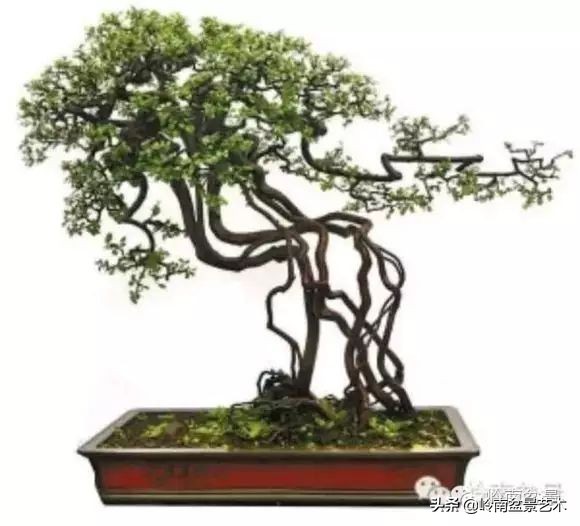 以根代杆下细上粗式盆景图片,十种适合吊着养的盆景