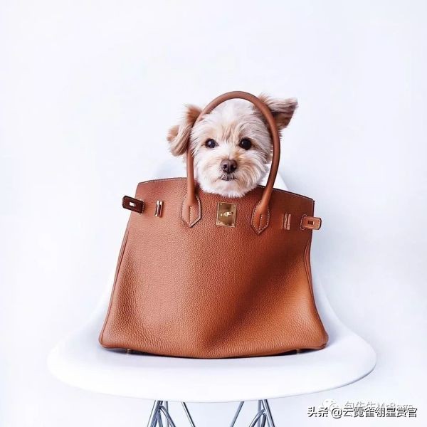 非常好看的宠物包,大家的包都带什么玩偶