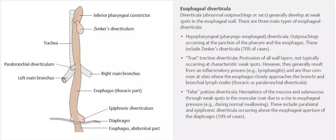 食管动脉血供来源,食管淋巴引流区