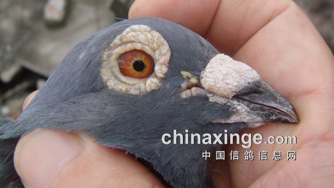 上海七旬老将的光耀：超远程结硕果公棚斩佳绩