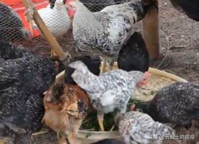 养鸡专用药配方大全,家庭养鸡必备三种常用药