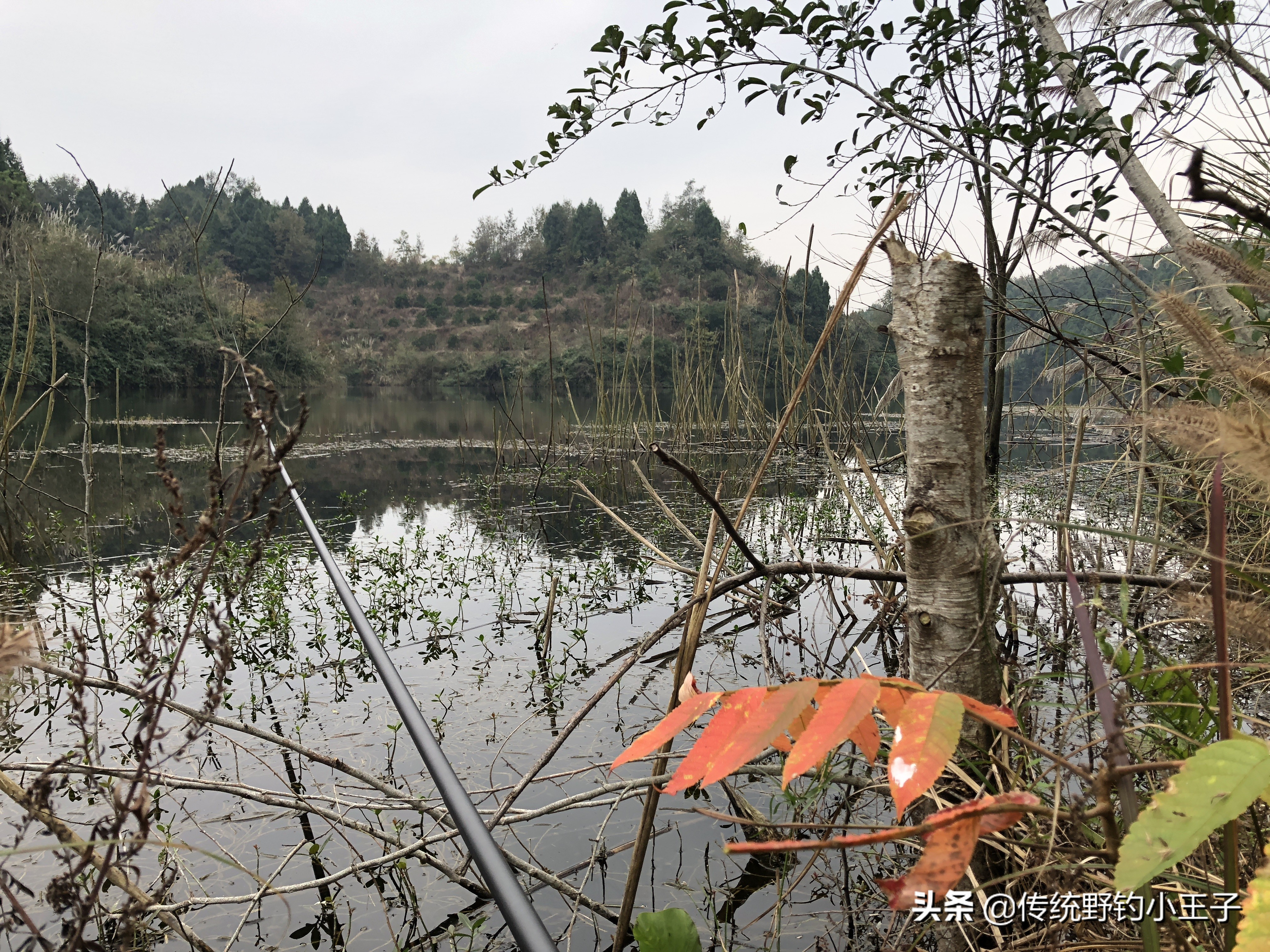 谷麦钓通线1.5和2.0对鱼口影响大吗,野钓谷麦用什么打窝比较好