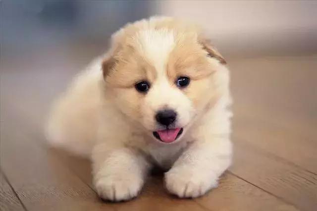 深圳福懋动物医院,台湾福懋动物医院