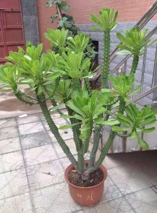 龙骨霸王鞭的功效区别,龙骨花与霸王鞭有什么区别