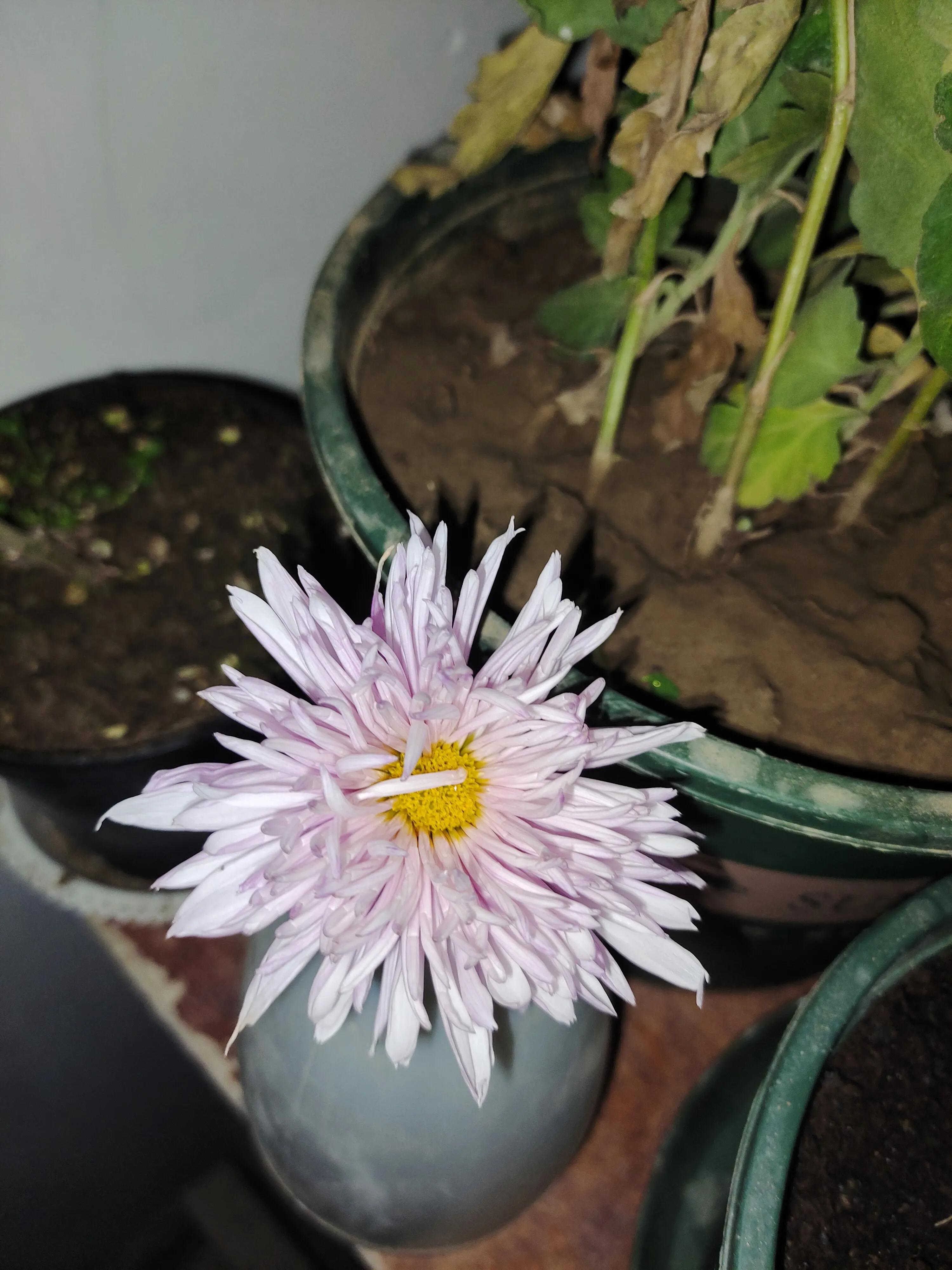 拼多多1元菊花苗,拼多多菊花花苗哪家强