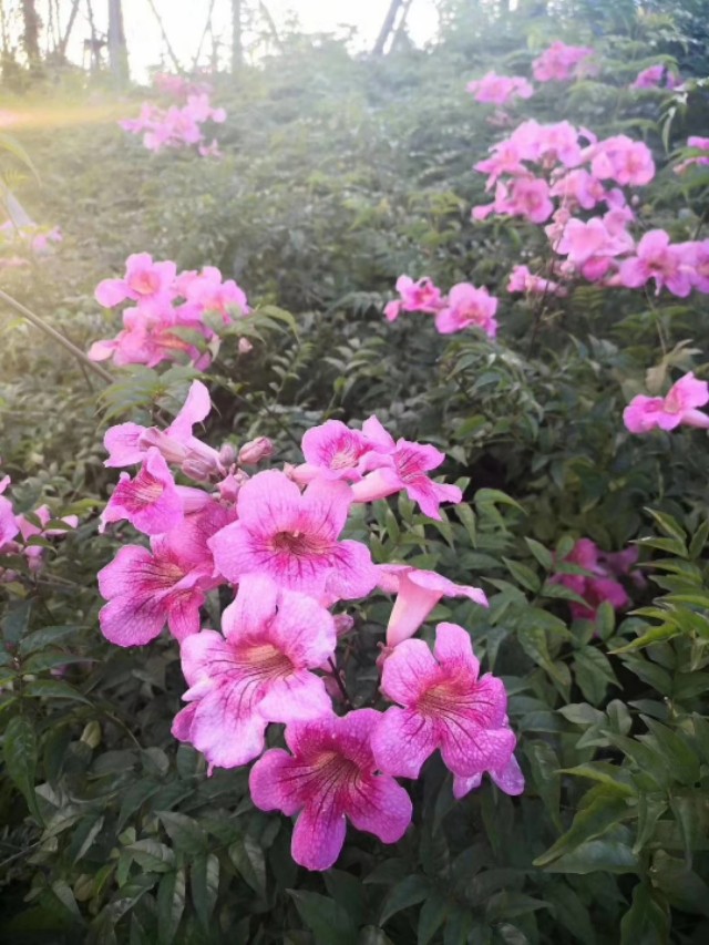 福田香蜜湖全景,福田的香蜜湖是人工湖吗