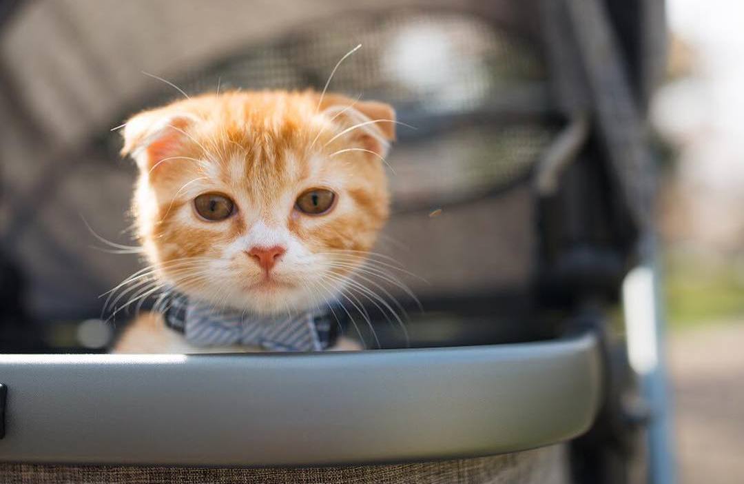 养猫40条常识猫咪生病的症状,猫咪生病有哪些忌口