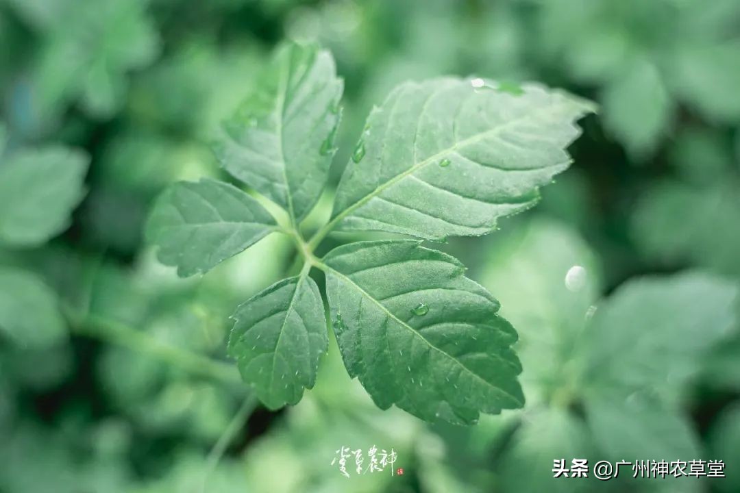 可以泡茶的冷门中药材,中草药泡茶系列有哪些