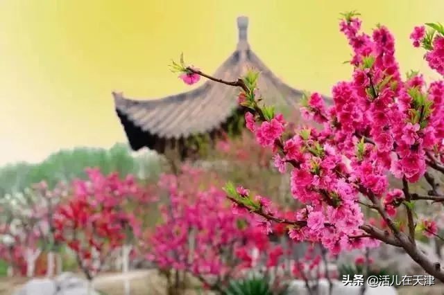 大“疫”灭清，天津2020赏花地图上线！