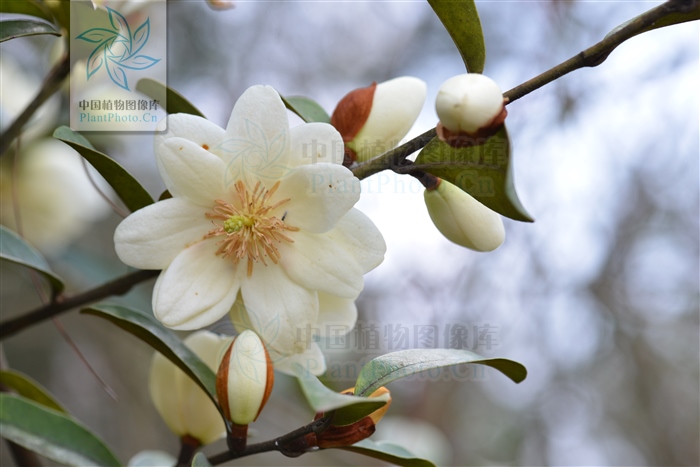 云南含笑功效,云南含笑植物的功效与作用