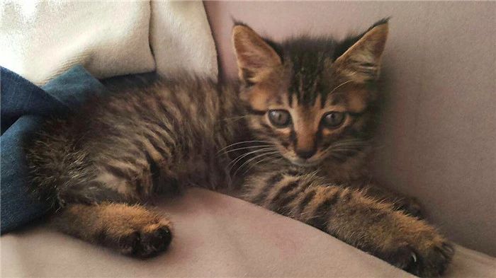 临清狮子猫和长毛狸花猫,临清狮子猫配狸花猫