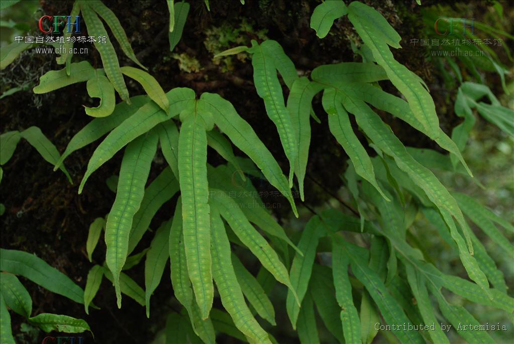 中药金鸡脚功效与作用,中药材独脚金鸡