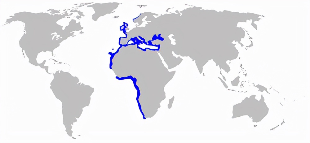 美国渔民发现一条巨型鲨鱼,世界上最濒危的鲨鱼