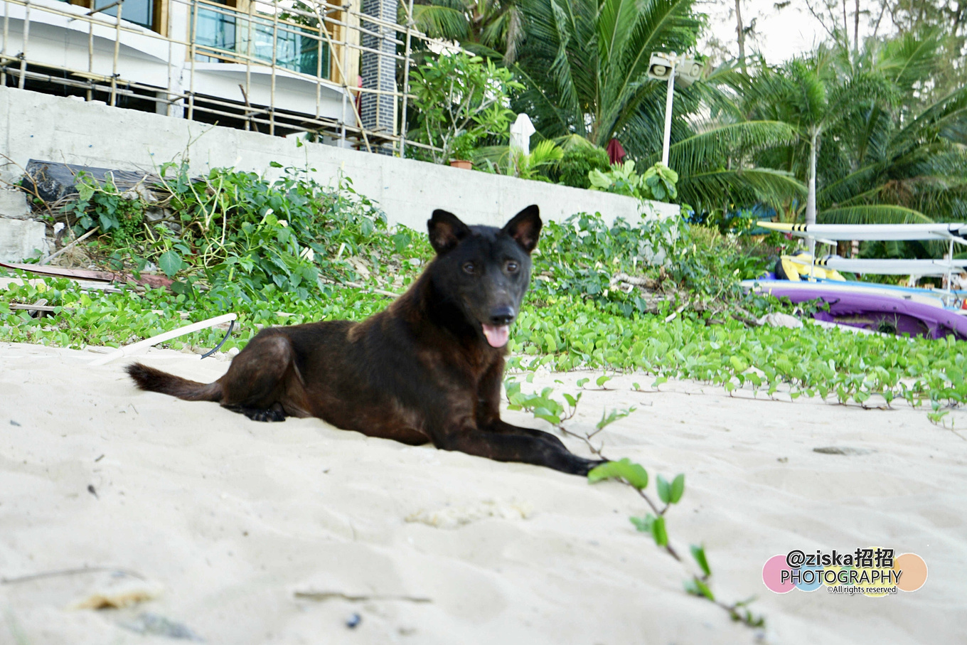 杨紫给李现分享旅游景点,现实生活中李现和杨紫到三亚旅游