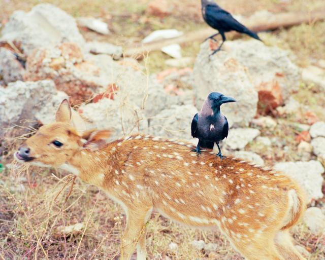 奥林巴斯摄影圈,奥林巴斯相机业务被谁收购