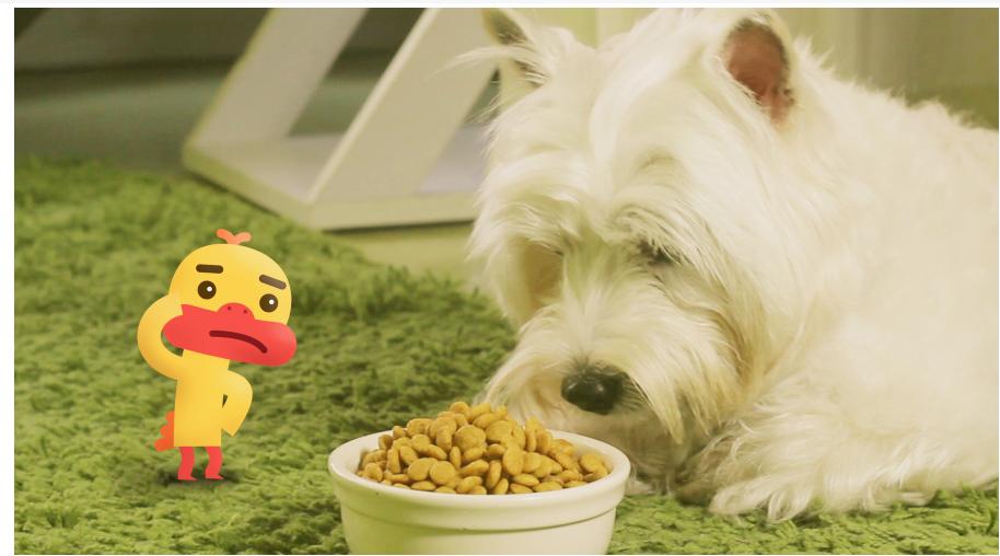 狗狗比较挑食应该吃什么狗粮好,三个多月的比熊狗狗挑食怎么办