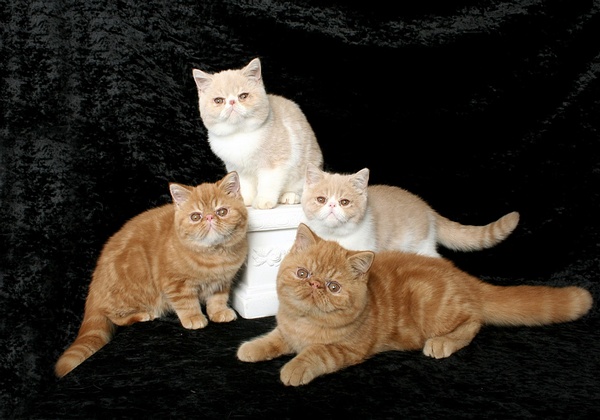 各种猫咪花纹品种,名贵品种猫咪大全