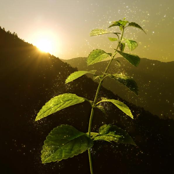 资生堂贵妇系列面霜,资生堂五合一面霜哪个系列最好用