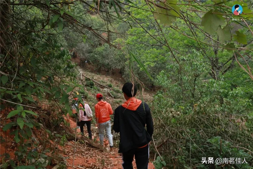 冰岛老寨大秋茶园的茶是真的吗,冰岛五寨之一糯伍什么口感