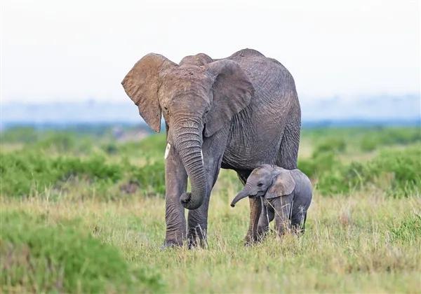 中国亚洲象罕见向北迁徙的原因,云南亚洲象为什么向北迁徙