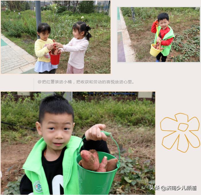 幼儿园红薯生成课活动方案,幼儿园科学教案红薯的成长过程