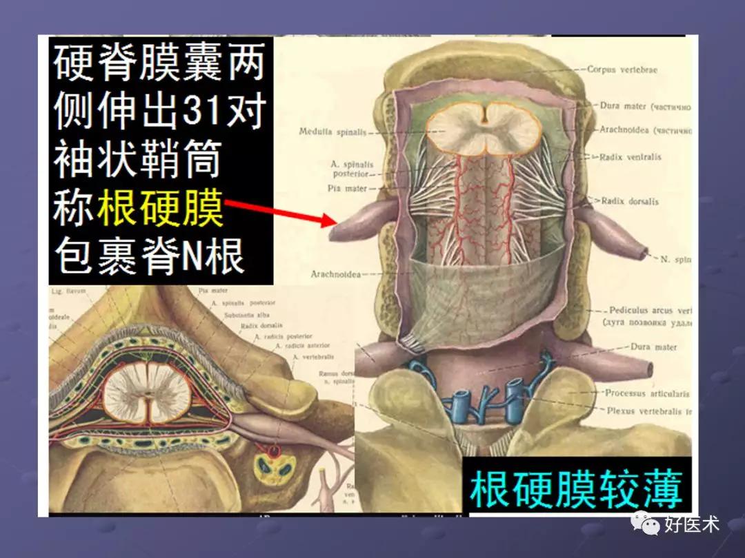 脊柱mri有哪些特点,乳腺疾病的mri诊断及鉴别