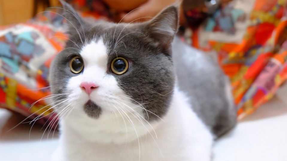 猫咪黑下巴怎么治用什么药,怎么选猫粮才能预防猫咪黑下巴