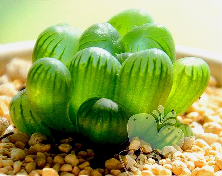 进口多肉姬玉露叶子怎么种植,养多肉姬红花月