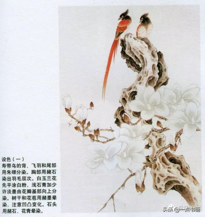 玉兰花的画法和枝干布局,玉兰花的素描画法步骤图