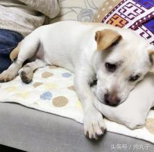 它比感冒厉害一千倍，养犬老司机的“滑铁卢”