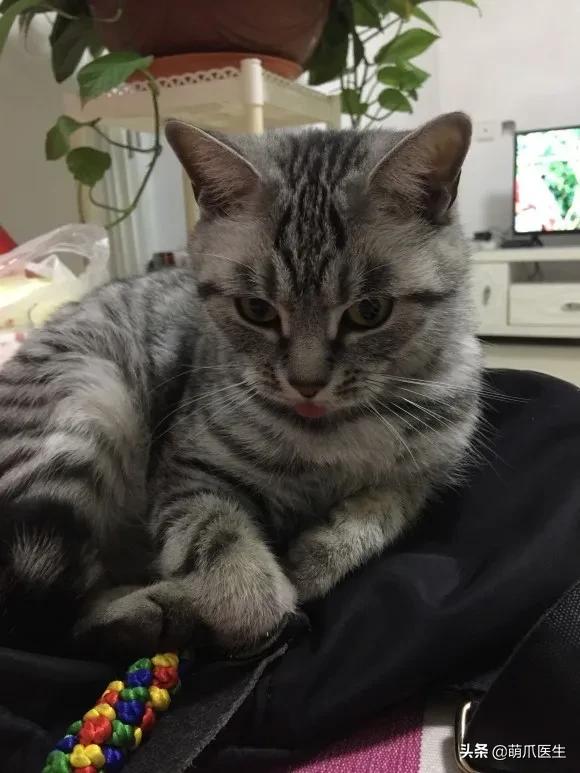 猫突然喜欢咬东西,怎么改掉猫吃猫砂的毛病