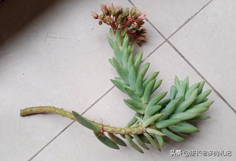 多肉千佛手小老桩,多肉千佛手老桩