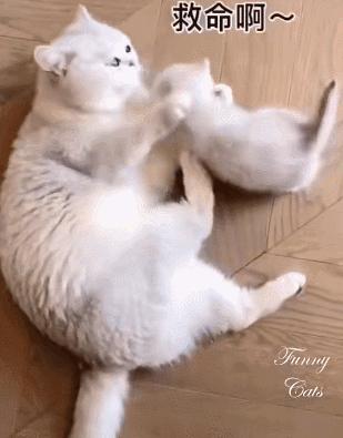 好不容易养大的猫被猪拱了,猫为什么喜欢被猪拱