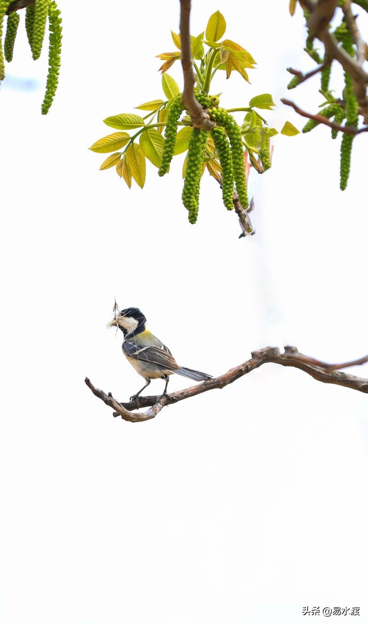 易县八百山,易县一日游太行水镇