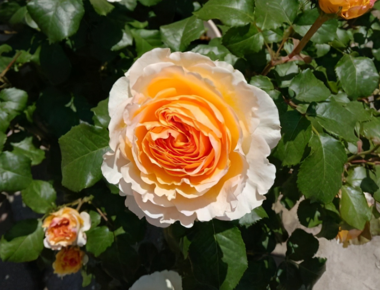 月季哪个品种好养不容易生病,月季要怎么养每次都是以失败告终