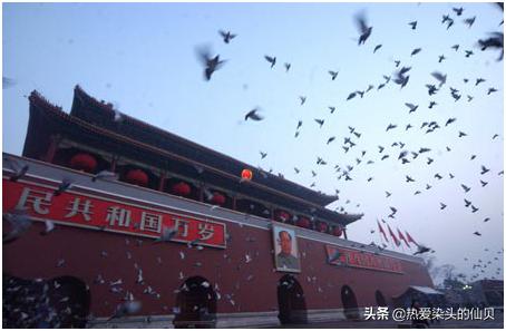 爱和平传捷报为民造光辉，翱翔蓝天的是世人期望的和平——鸽子