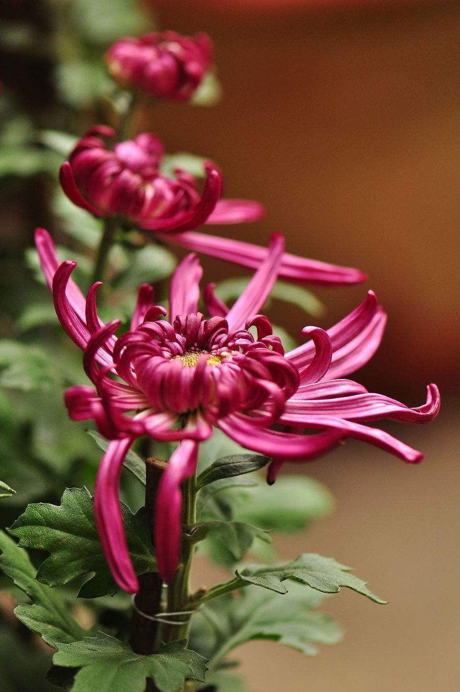 菊花冬天枯萎要修吗,冬天菊花开败后叶子枯萎怎么修剪